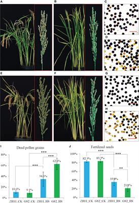 OsGRF4AA compromises heat tolerance of developing pollen grains in rice